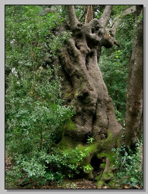 Quercus ilex / leccio